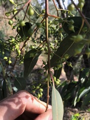 Eucalyptus camaldulensis