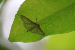 Paratalanta pandalis