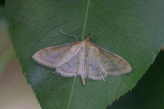 Paratalanta pandalis