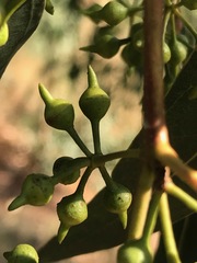 Eucalyptus camaldulensis