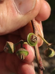 Eucalyptus camaldulensis