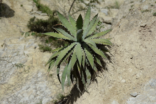 Agave xylonacantha