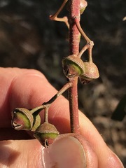 Eucalyptus camaldulensis