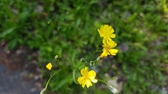 Lapsana communis