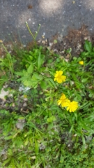Lapsana communis