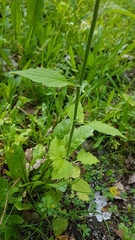 Lapsana communis