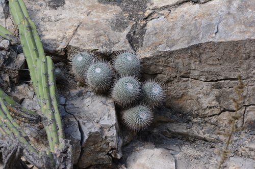 Image of Mammillaria geminispina by (c) Rosario, some rights reserved (CC BY)