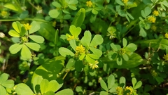 Trifolium dubium