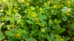 Trifolium dubium