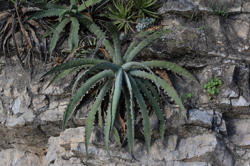 Century plant (Agave xylonacantha)