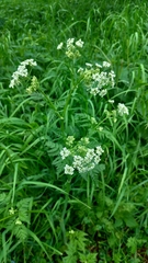 Anthriscus sylvestris