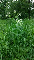 Anthriscus sylvestris