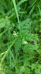 Anthriscus sylvestris