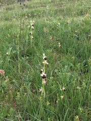 Ophrys fuciflora