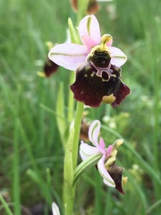 Ophrys fuciflora