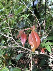 Syzygium francisii