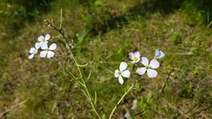 Brassicaceae