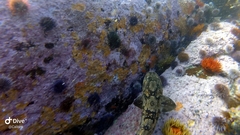 Haploblepharus pictus