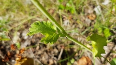 Brassicaceae