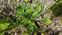Hypochaeridinae