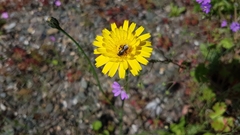 Hypochaeridinae