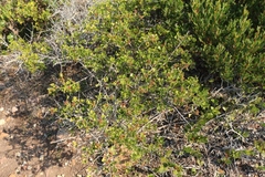 Searsia glauca