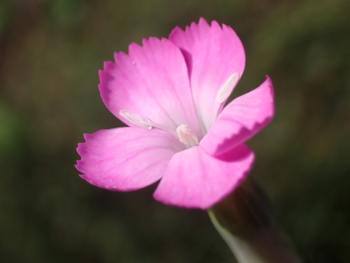 Dianthus caryophyllus L.