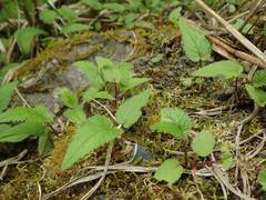 Campanula punctata punctata