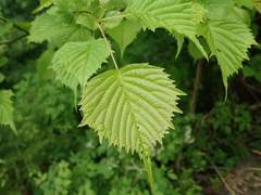 Euptelea polyandra