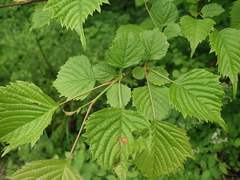 Euptelea polyandra