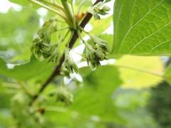 Euptelea polyandra