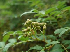 Zanthoxylum piperitum