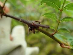 Zanthoxylum piperitum