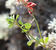 Indigofera porrecta