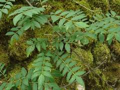Zanthoxylum piperitum