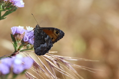 Hipparchia cypriensis