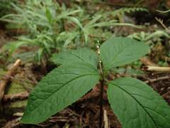 Chloranthus serratus