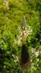 Plantago