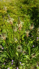 Plantago