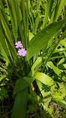 Plantago