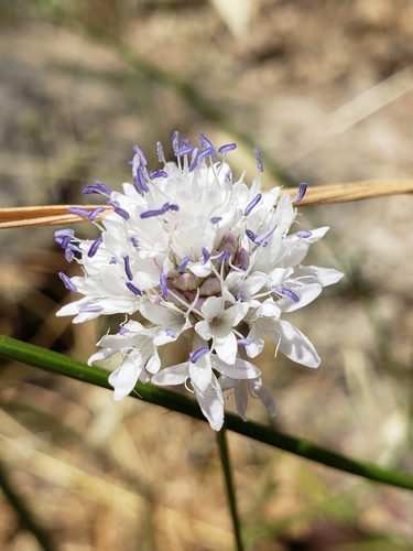 Image of Cephalaria joppensis by (c) Dan Killam, some rights reserved (CC BY)