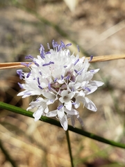 Cephalaria joppensis