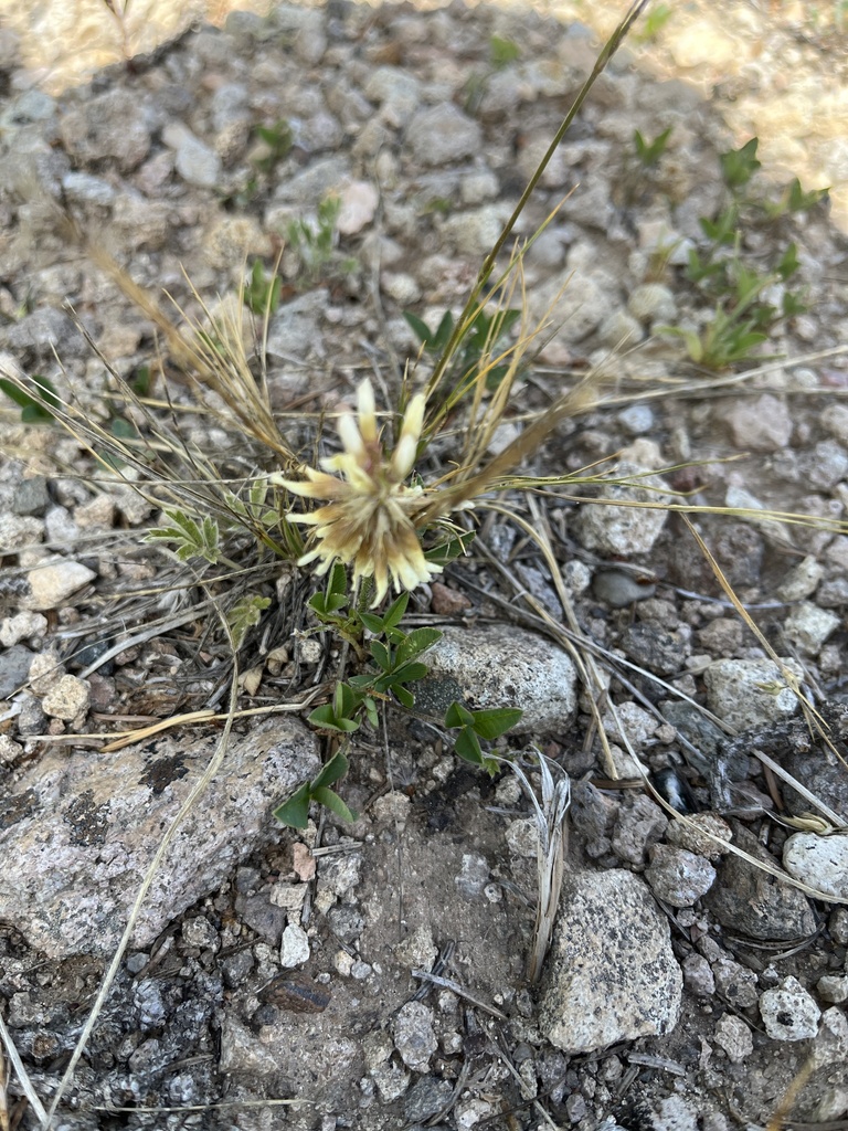 Long Stalked Clover From Grand Mesa Uncompahgre And Gunnison National   Large 