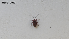 Urochela quadrinotata