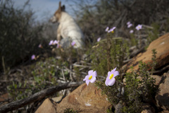 Oxalis viscosa