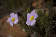 Oxalis viscosa