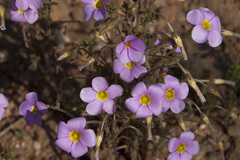 Oxalis viscosa