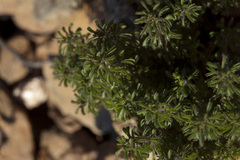 Oxalis viscosa