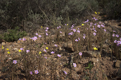 Oxalis viscosa