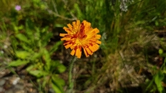 Pilosella aurantiaca
